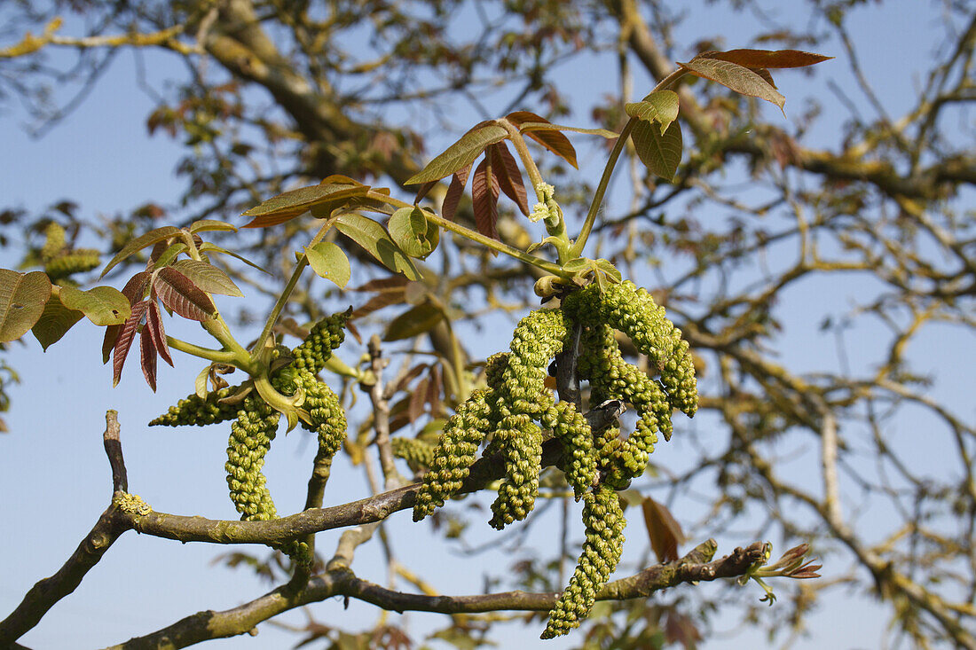 Common Walnut (Juglans regia) close-up of flowers and leaves, Suffolk, England, april