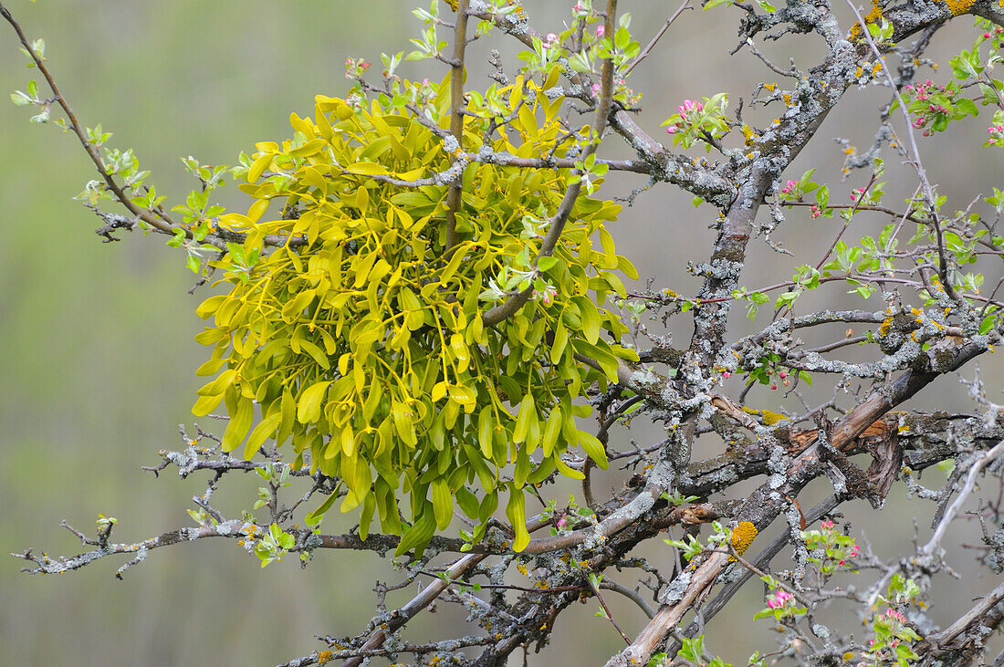 Mistletoe (Viscum album) growing in tree with flowerbuds, Italy, april