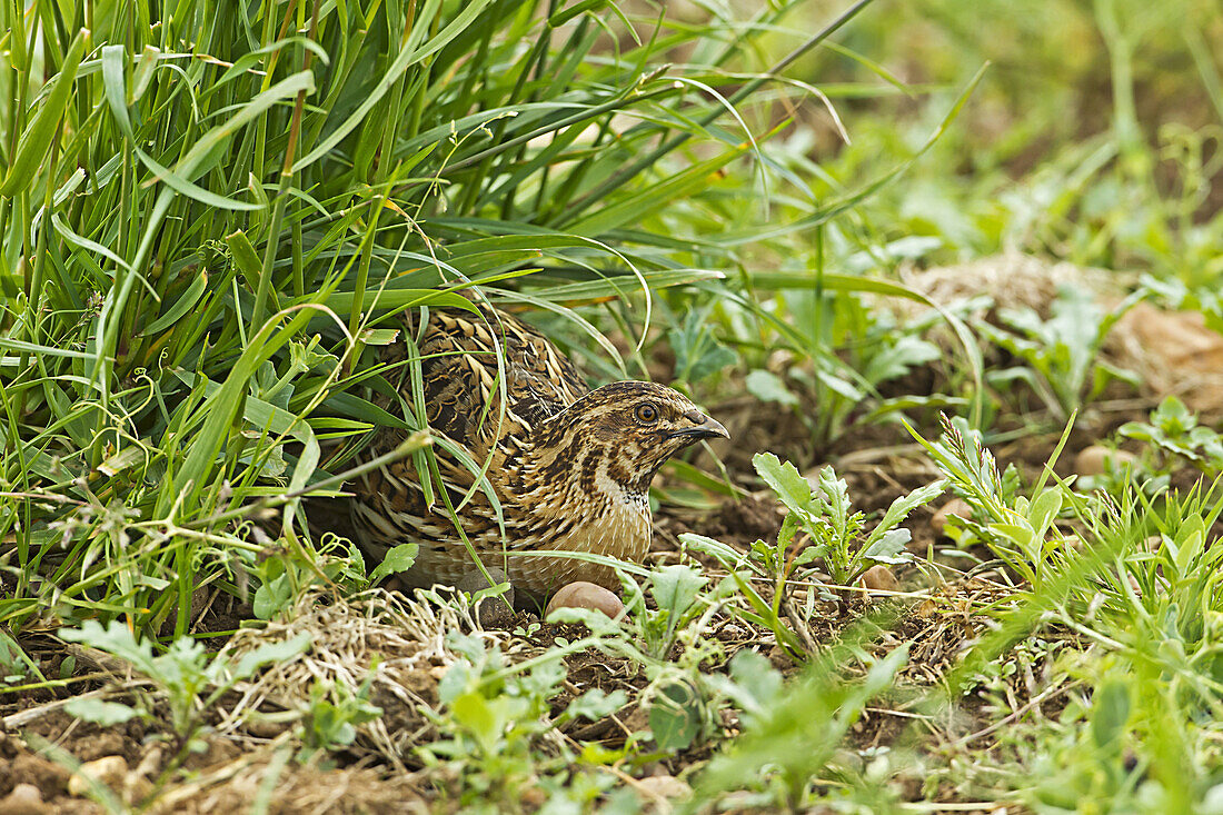Common Quail (Coturnix coturnix) adult male, crouching on set-a-side field in farmland, Warwickshire, England, june