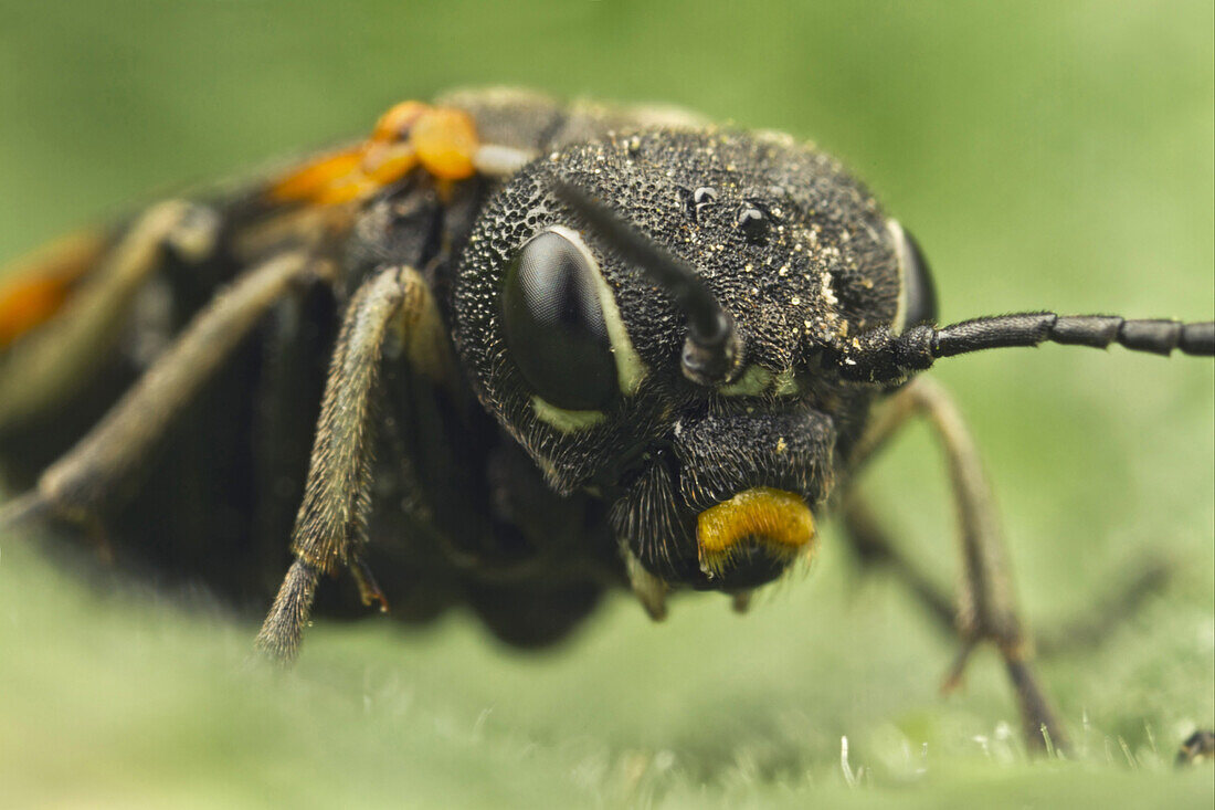 Sawfly (Symphyta sp) adult, close-up of head, Leicestershire, England, april