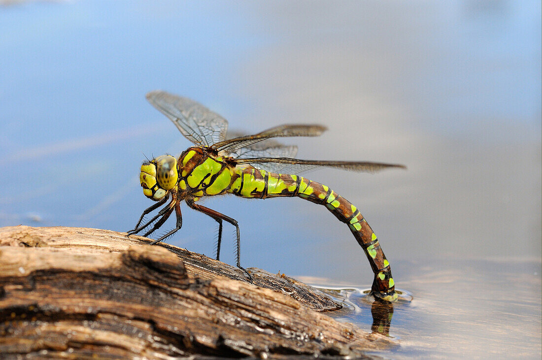 Southern Hawker (Aeshna cyanea) adult female, laying eggs in partially submerged rotting wood, Oxfordshire, England, September