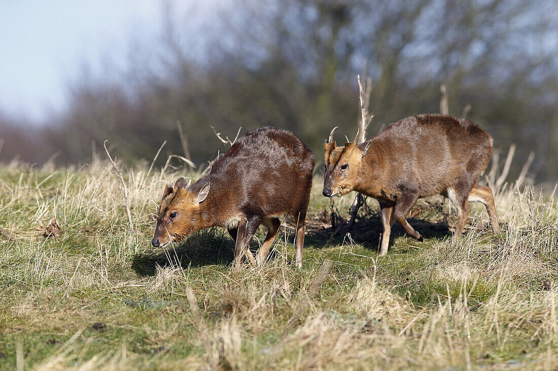 Chinese Muntjac (Muntiacus reevesi) introduced species, two adult males, walking on grass, Warwickshire, England, February