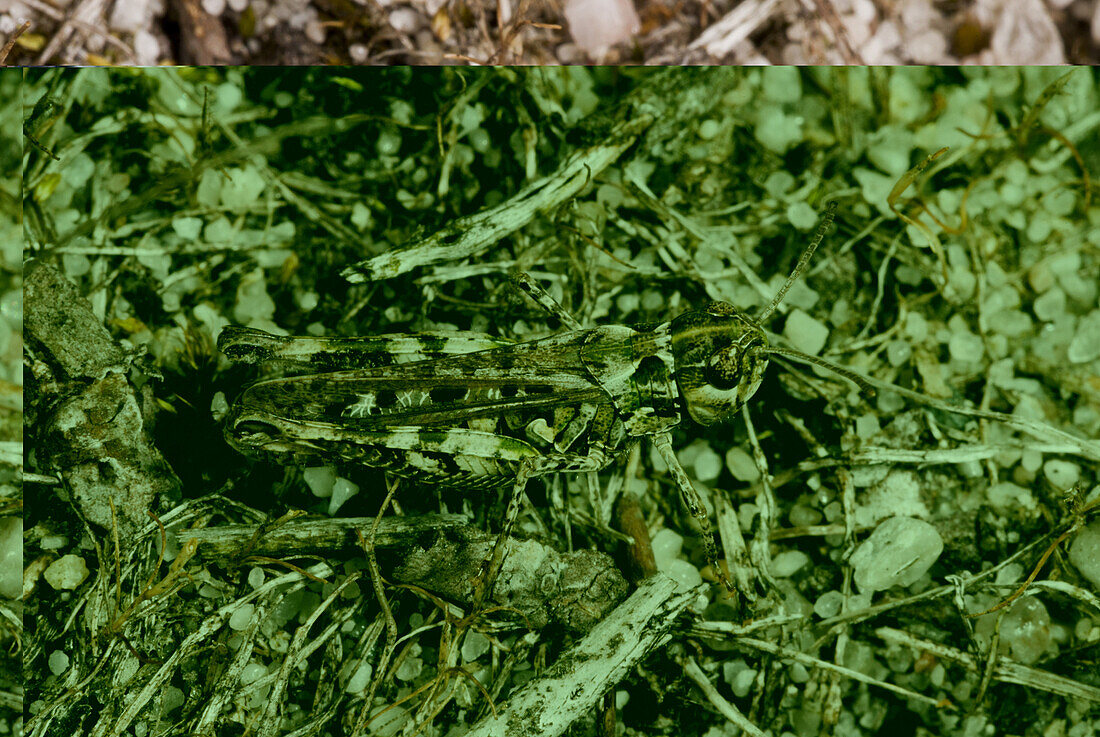 Mottled Grasshopper (Myrmeleotettix maculatus) adult female, camouflaged on sandy heathland, Dorset, England, August