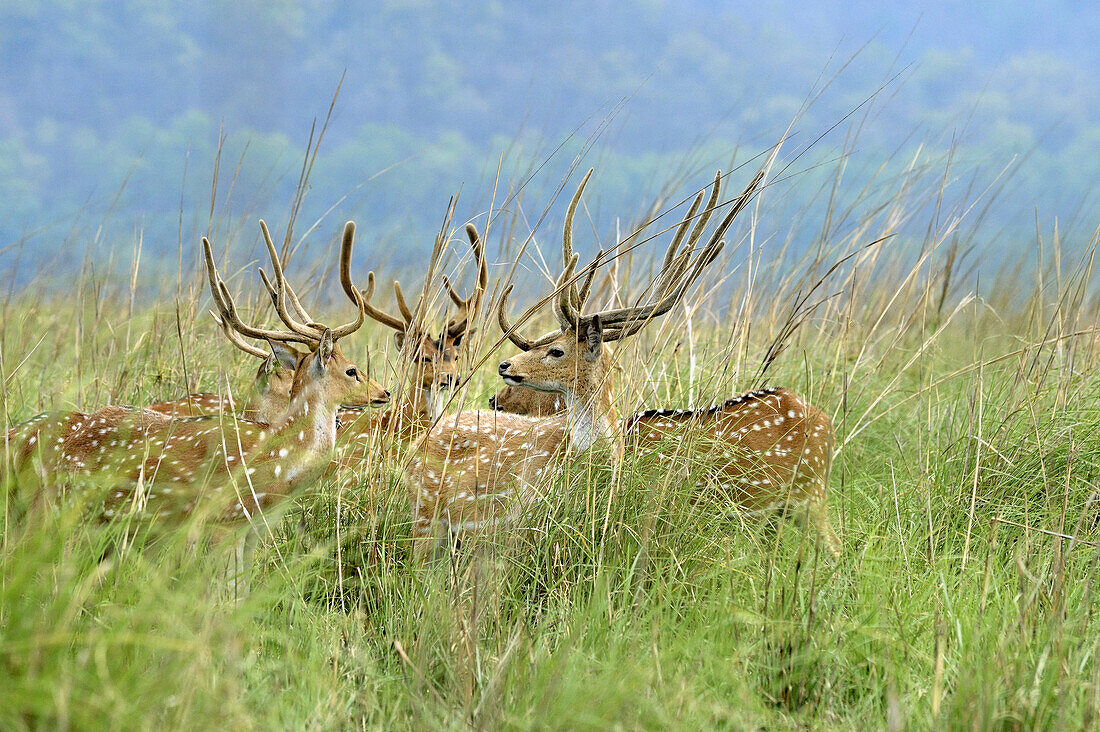 Spotted Deer (Axis axis) five adult males, with antlers in velvet, standing in grassland, Jim Corbett National Park, Uttarkhand, India, May