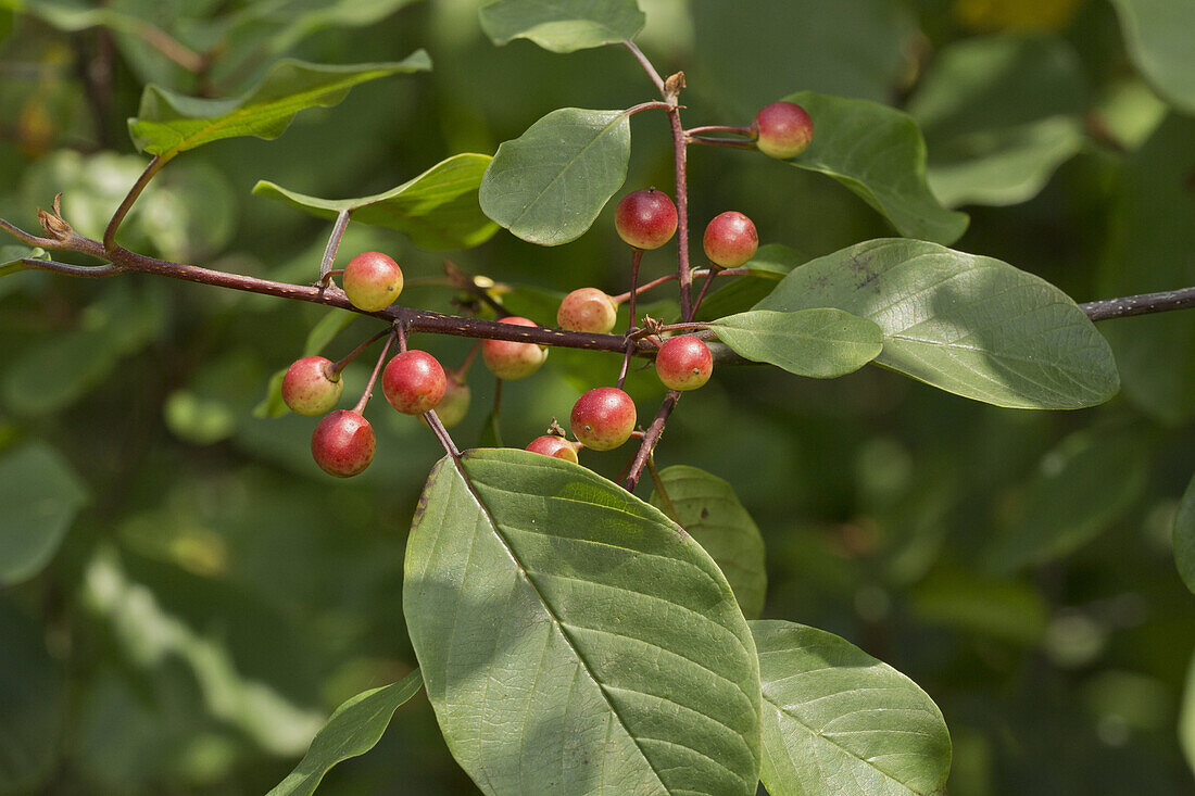 Alder Buckthorn (Frangula alnus) close-up of ripening berries, Dartmoor, Devon, England, July