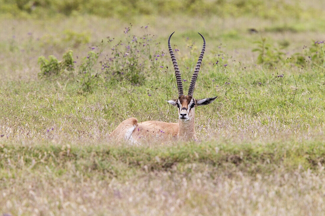 Grantas Gazelle (Gazella granti) adult male, resting on short grass, Masai Mara, Kenya, October