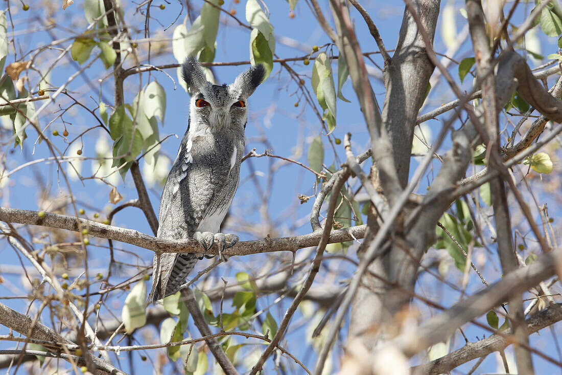 Northern White-faced Owl (Ptilopsis leucotis) adult, perched on branch, Lake Langano, Oromia Region, Ethiopia, November