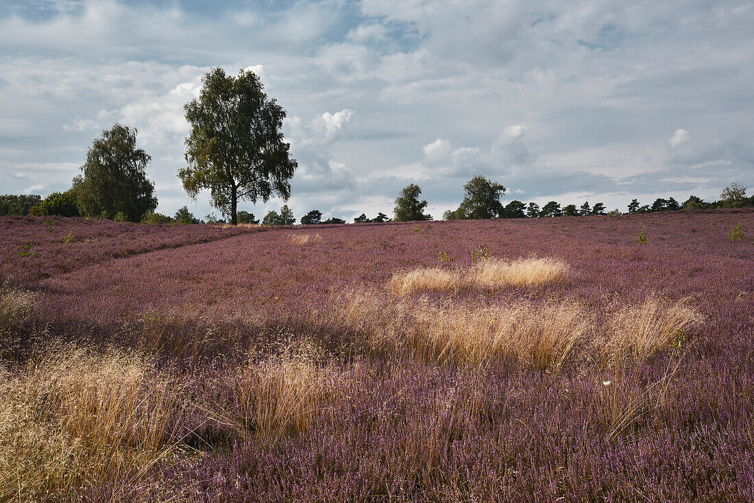 blossoming heather, Wietze, Lüneburger Heide, Celle - district, Lower Saxony, Germany, Europe