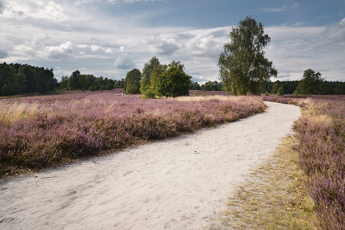 blossoming heather, footpath, Wietze, Lüneburger Heide, Celle - district, Lower Saxony, Germany, Europe