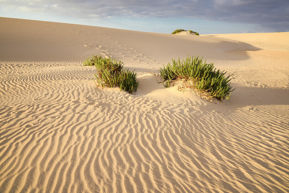 Sanddünen, El Jable Naturpark, Corralejo, La Oliva, Fuerteventura, Spanien, Europa