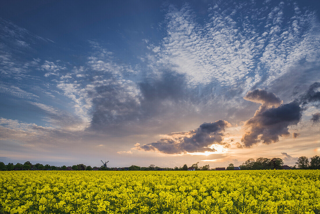 canola field, sunset, sky, windmill, Accum, Schortens, Friesland - district, Lower Saxony, Germany, Europe