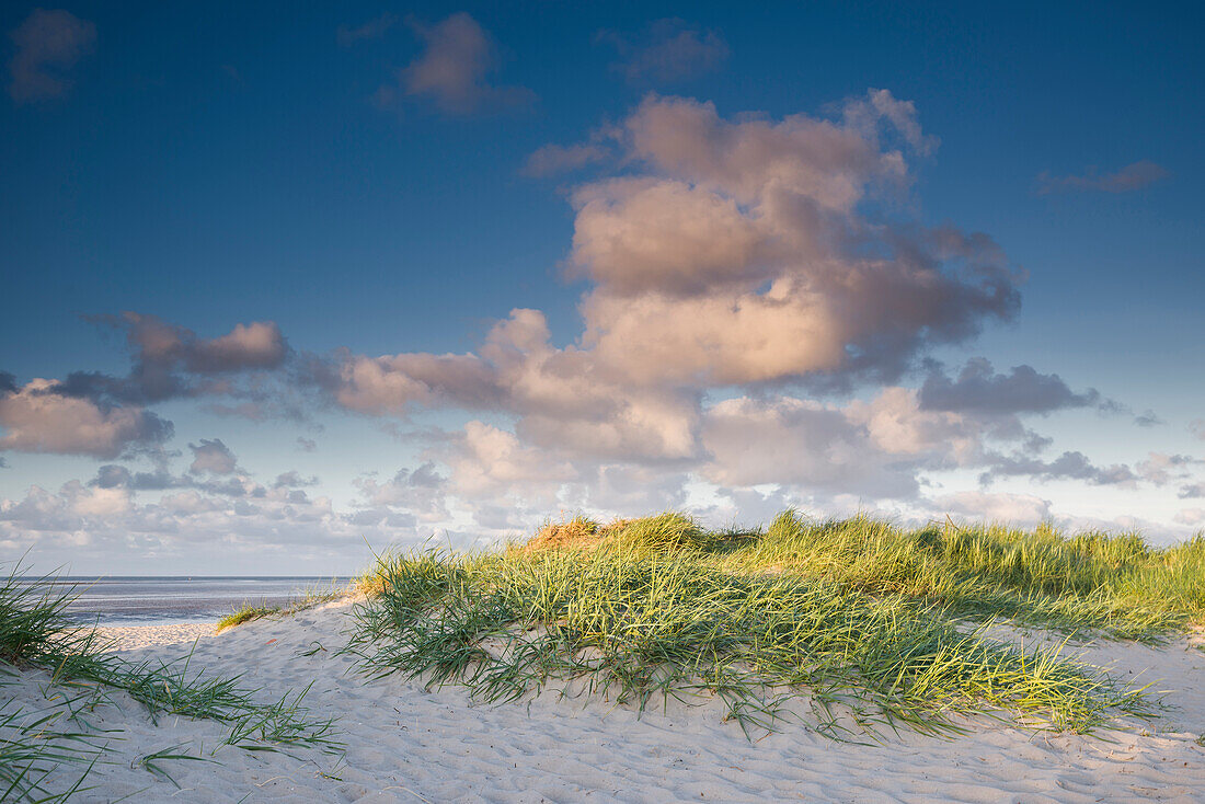sand dune, marram grass, sky, cloud, sunlight, Schillig, Wangerland, Friesland - district, Lower Saxony, Germany, Europe