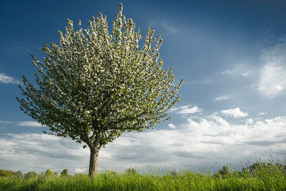 Blühender Apfelbaum, Sande, Landkreis Friesland, Niedersachsen, Deutschland, Europa