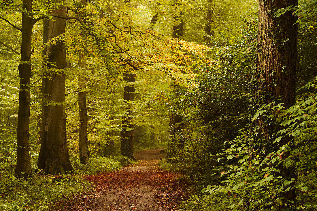 forest, footpath, autumn, Neuenburger Urwald, Zetel, Friesland - district, Lower Saxony, Germany, Europe