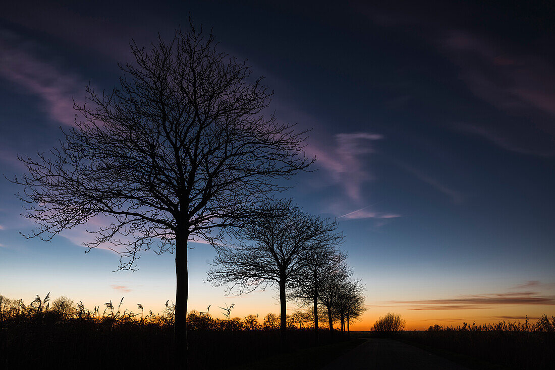 Baum, Silhouette, Abenddämmerung, Sande, Landkreis Friesland, Niedersachsen, Deutschland, Europa