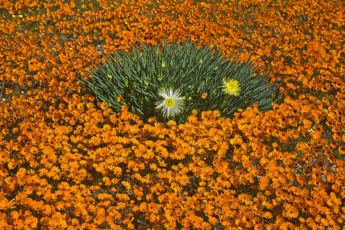 Glandular Cape Marigold (Dimorphotheca sinuata) and Narrow-leaved Iceplant (Conicosia pugioniformis) flowers in spring, Namaqualand, South Africa
