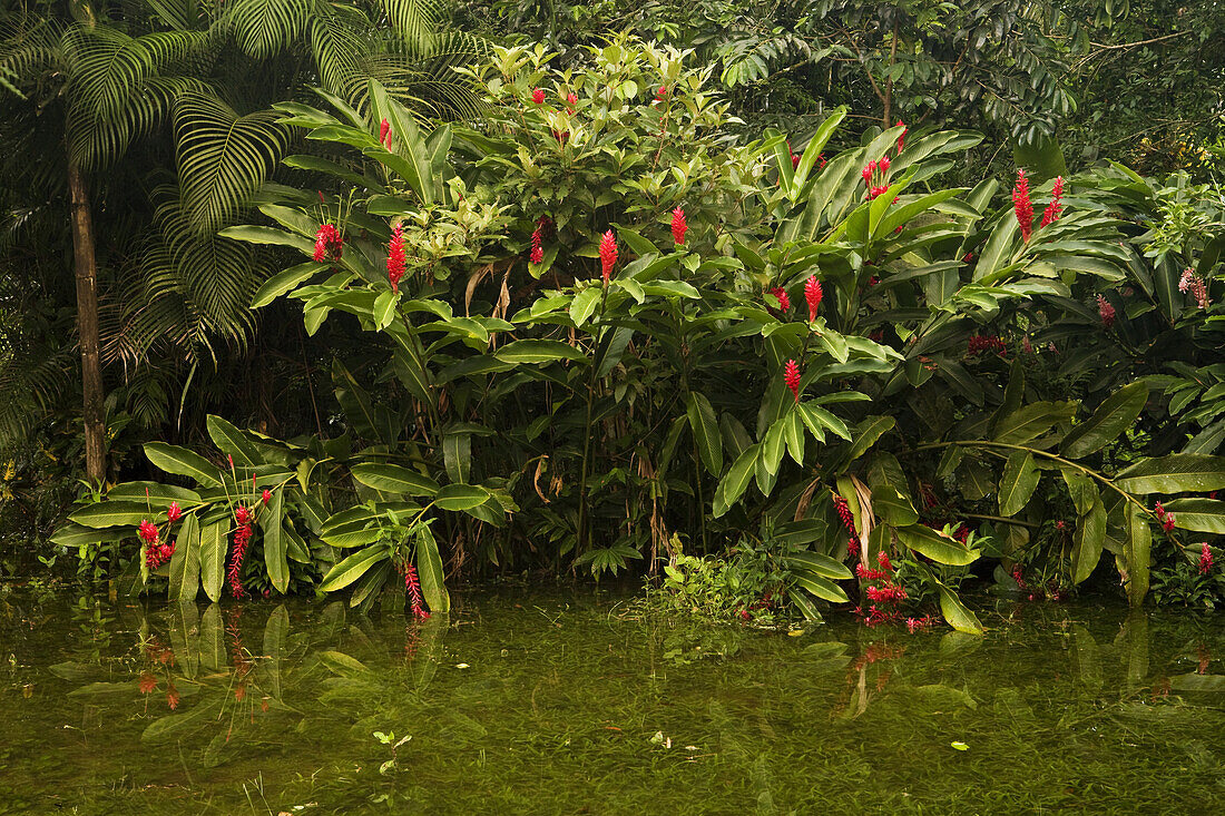 Ginger (Zingiberaceae) plant in flooded rainforest, Tortuguero National Park, Costa Rica