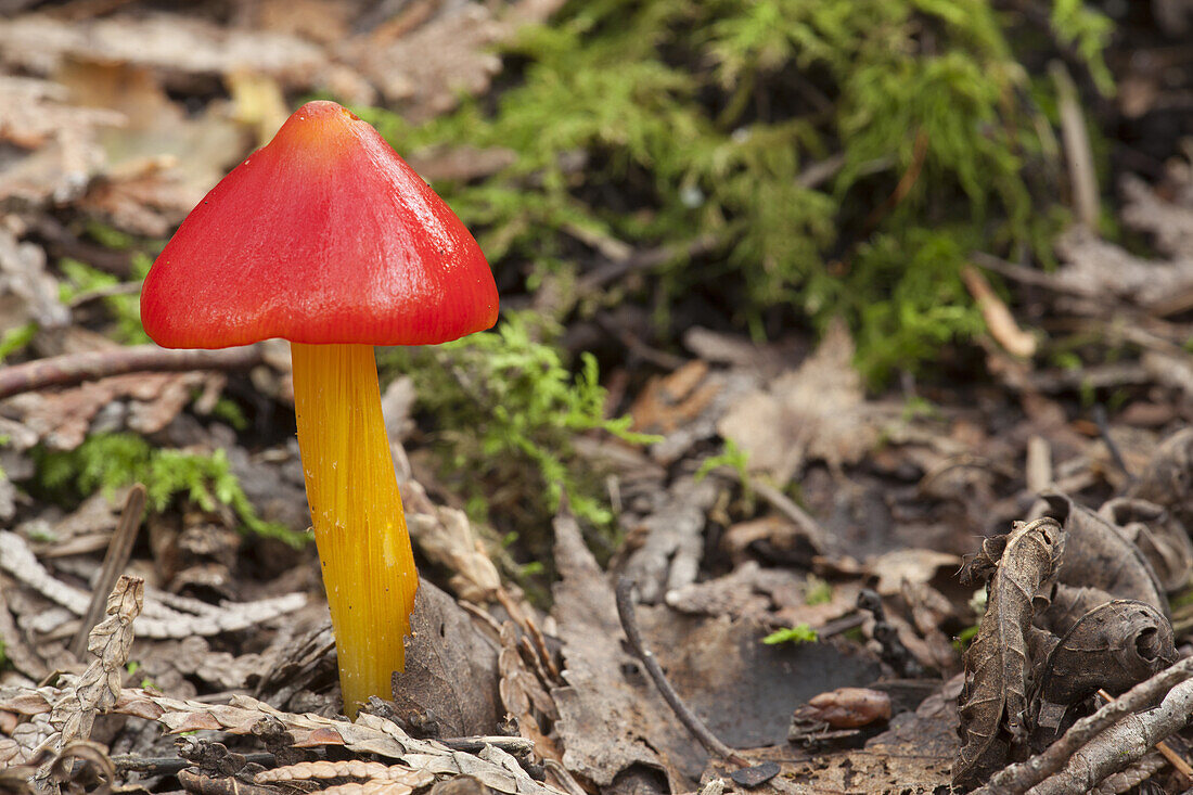 Conical Waxcap (Hygrocybe conica) mushroom, Chippewa National Forest, Minnesota