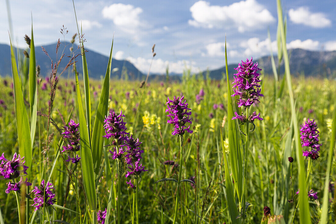 Purple Betony (Stachys officinalis) flowers in meadow, Upper Bavaria, Germany