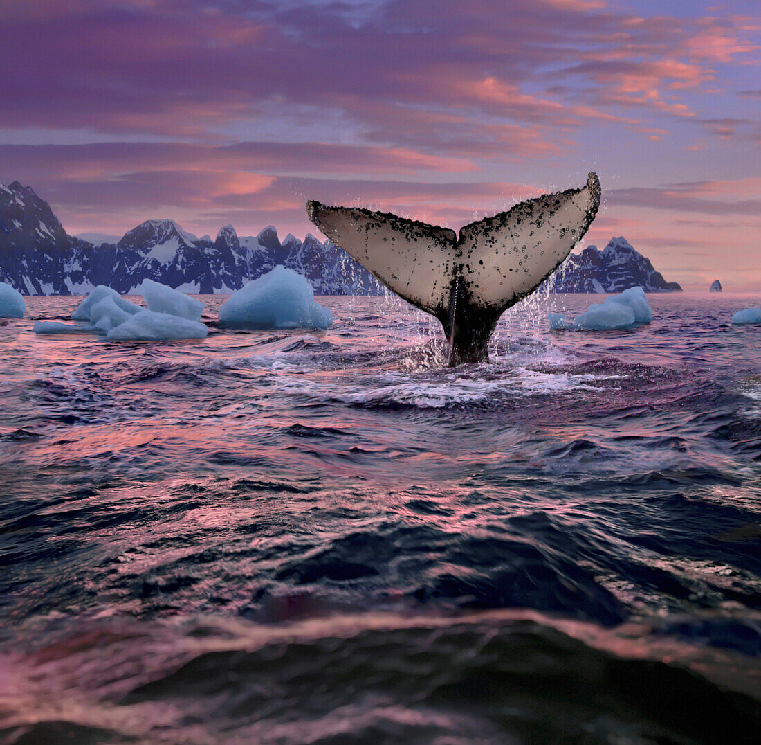 Humpback whale fluke, Antarctic Peninsula, Antarctica