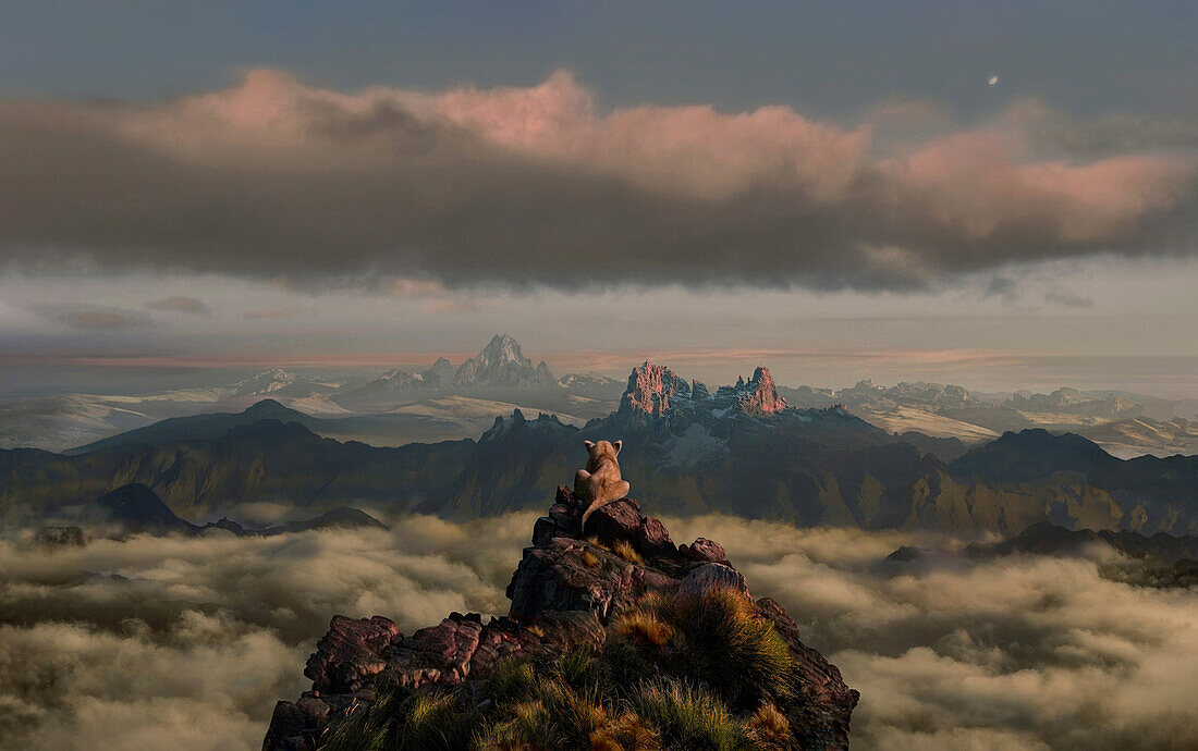 Lion overlooking landscape and Mount Kenya, Nairobi, Kenya, Africa