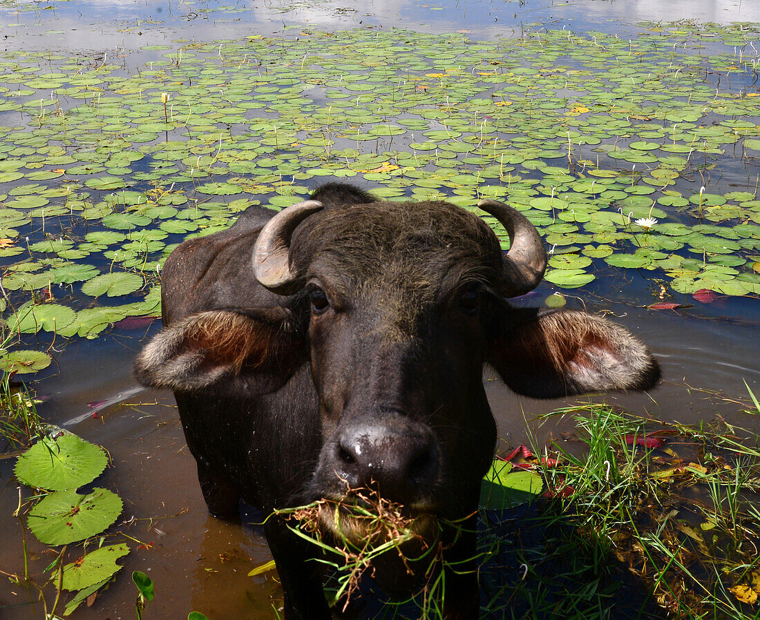 Wasserbüffel bei Polonaruwa, Sri Lanka