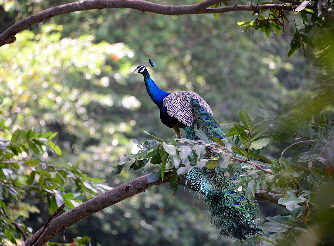 Peacock near Buduruvagala, southern mountains, Sri Lanka