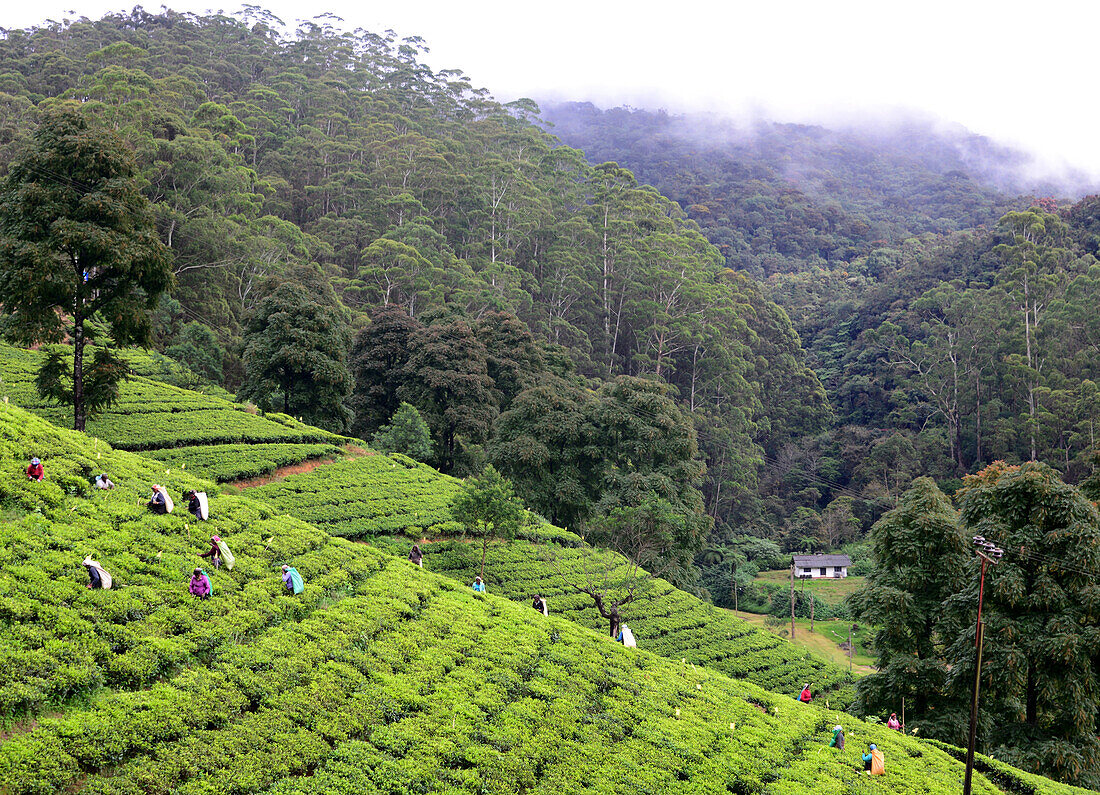 Teeplantagen bei Nuwara Eliya, Bergland, Sri Lanka