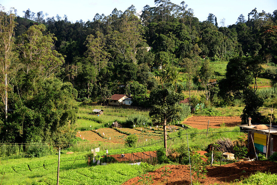 Landwirtschaft bei den Horton Plains bei Nuwara Eliya, Bergland, Sri Lanka