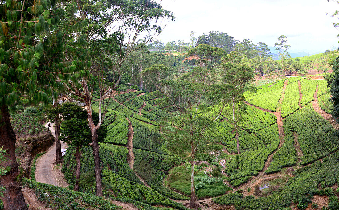 Tea plantation near Nuwara Eliya, Sri Lanka