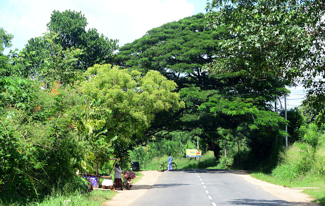 at the road of spices near Matale, Sri Lanka