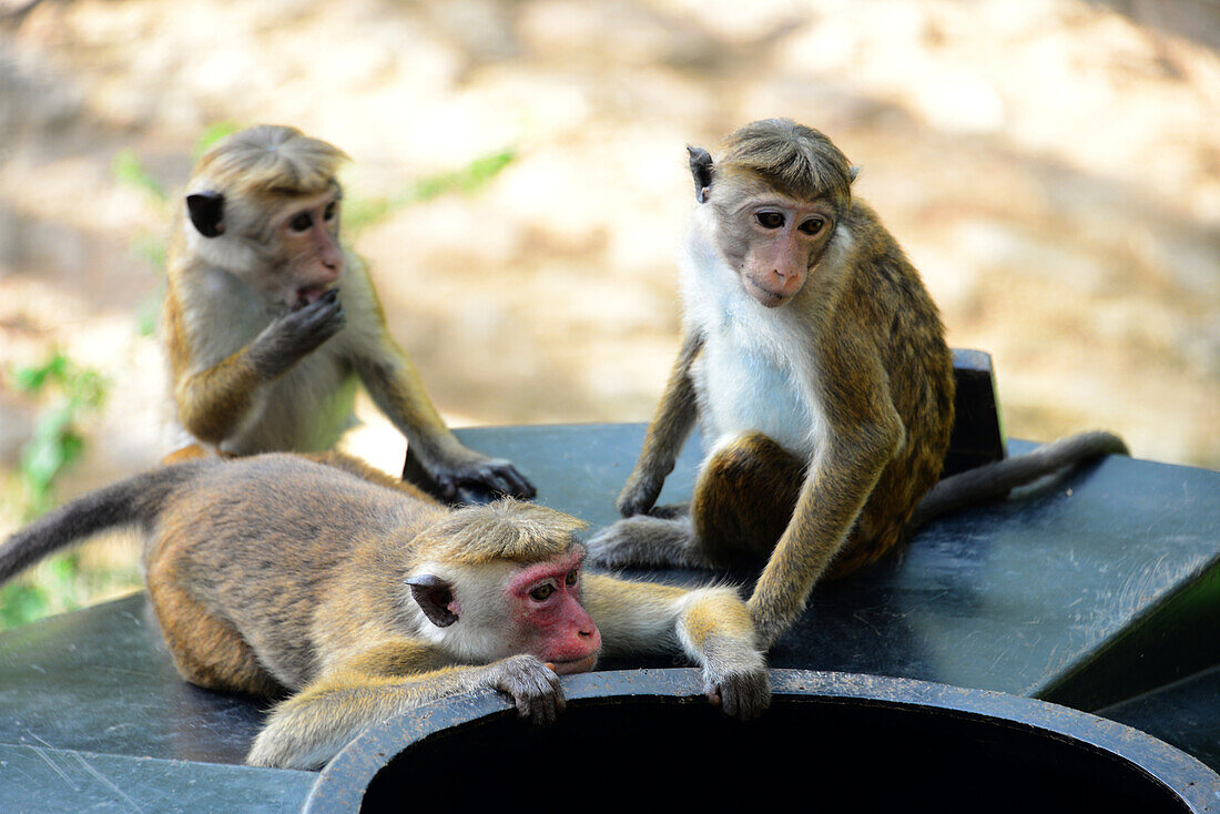 Weisskopfaffen auf dem Sigiriya-Felsen, Sigiriya, Sri Lanka