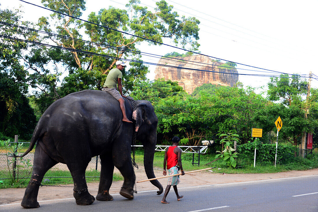 Elefanten unter dem Sigiriya-Felsen, Sigiriya, Sri Lanka