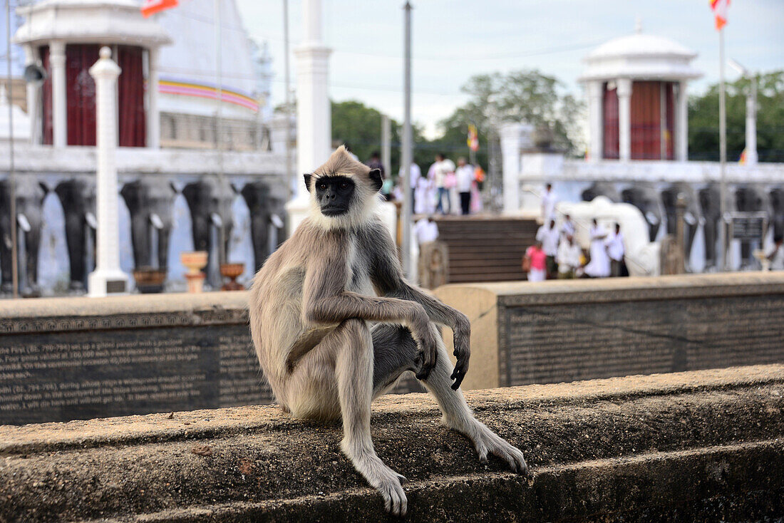 Mahatupa, Anurathapura, North of Sri Lanka