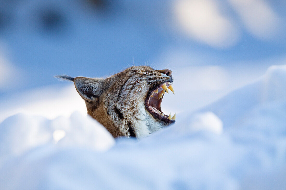 European Lynx in snow yawning, Lynx lynx; Nationalpark Bayrischer Wald, Bavaria, Germany, captive