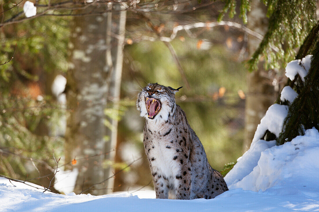 Europäischer Luchs im Schnee gähnt, Felis lynx; Lynx lynx; Nationalpark Bayerischer Wald; Bayern; Deutschland