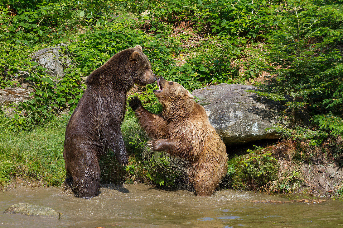 Braunbären kämpfen im Wasser, Ursus arctos, Nationalpark Bayerischer Wald, Niederbayern, Deutschland, Europa