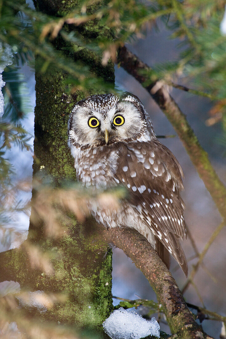 Tengmalm's Owl, Aegolius funereus, Bavarian Forest National Park, Bavaria, Germany