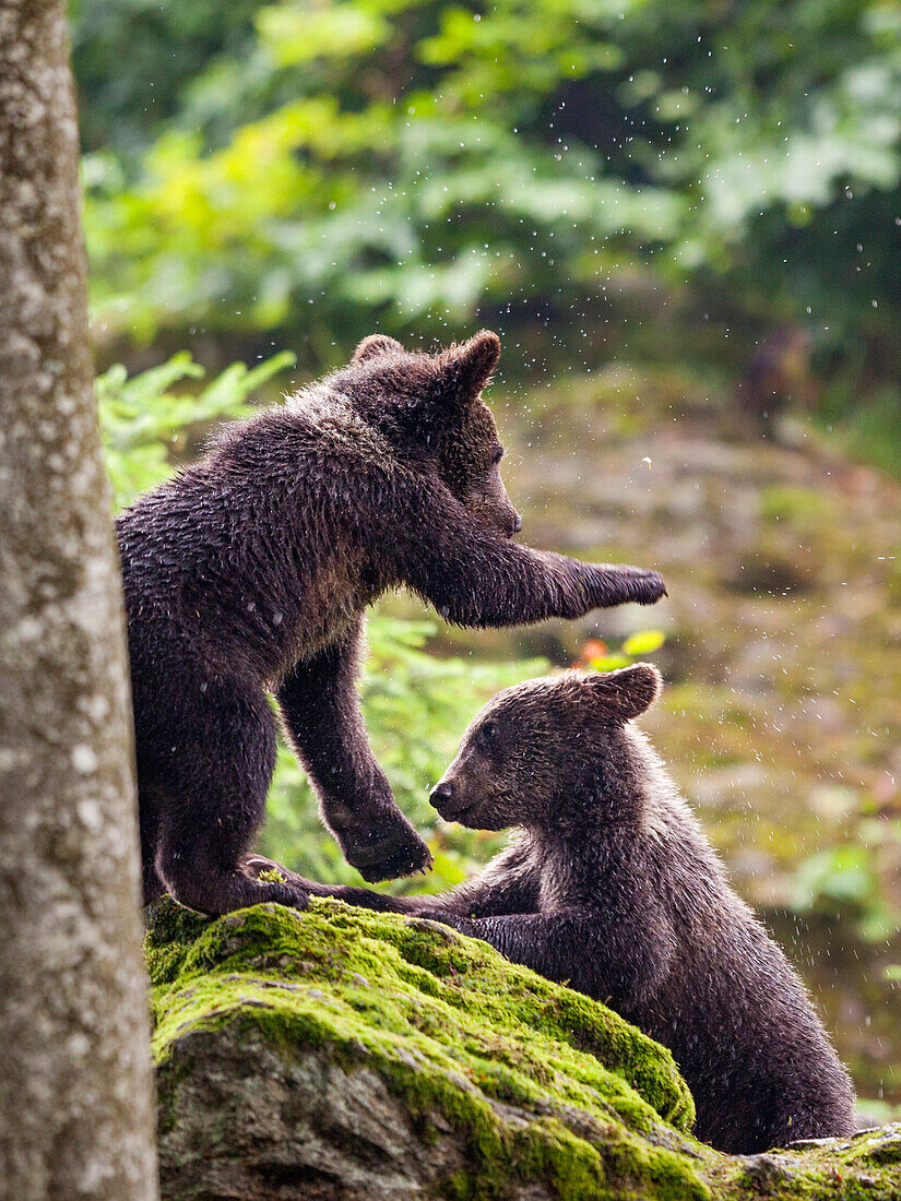 Young Brown Bears playing, Ursus arctos, Bavarian Forest National Park, Bavaria, Lower Bavaria, Germany, Europe, captive