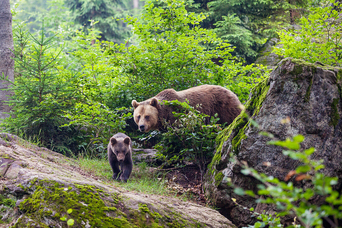 Brown Bear, mother with cub, Ursus arctos, Bavarian Forest National Park, Bavaria, Germany, captive