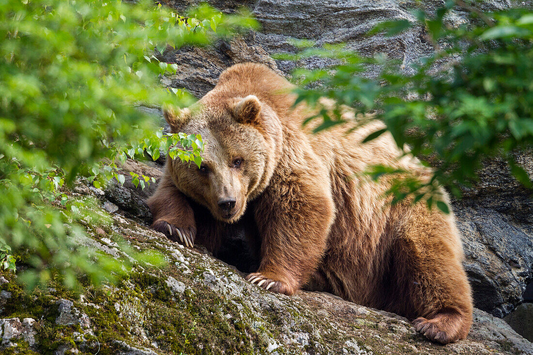 Brown Bear female, Ursus arctos, Bavarian Forest National Park, Bavaria, Germany, Europe, captive