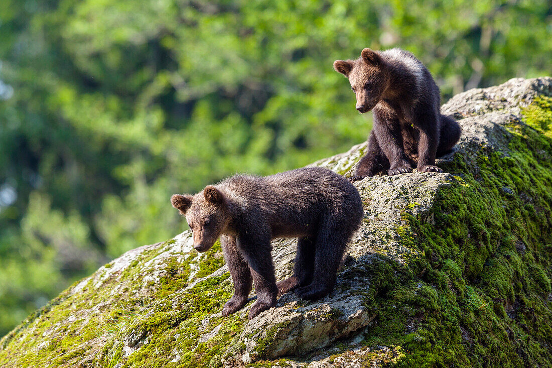 Junge Braunbären, Ursus arctos, Nationalpark Bayerischer Wald, Niederbayern, Deutschland, Europa