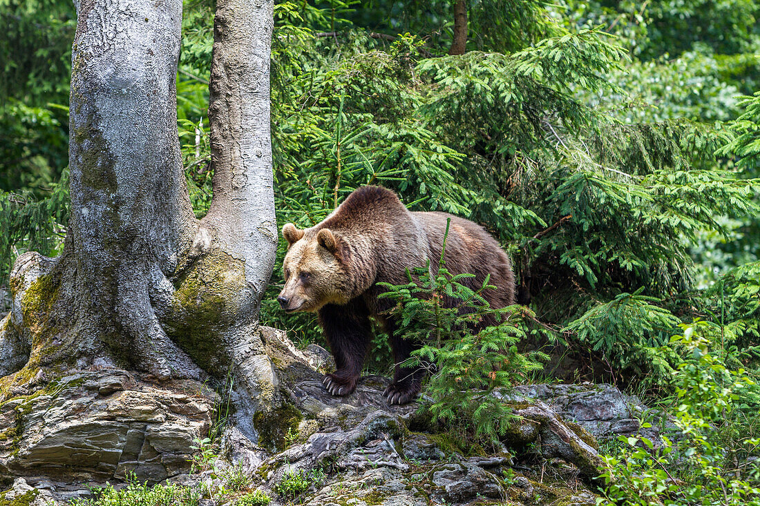 Brown Bear, Ursus arctos, Bavarian Forest National Park, Bavaria, Germany, Europe, captive