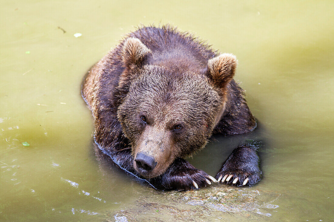 Brown Bear in water, Ursus arctos, Bavarian Forest National Park, Bavaria, Germany, Europe, captive