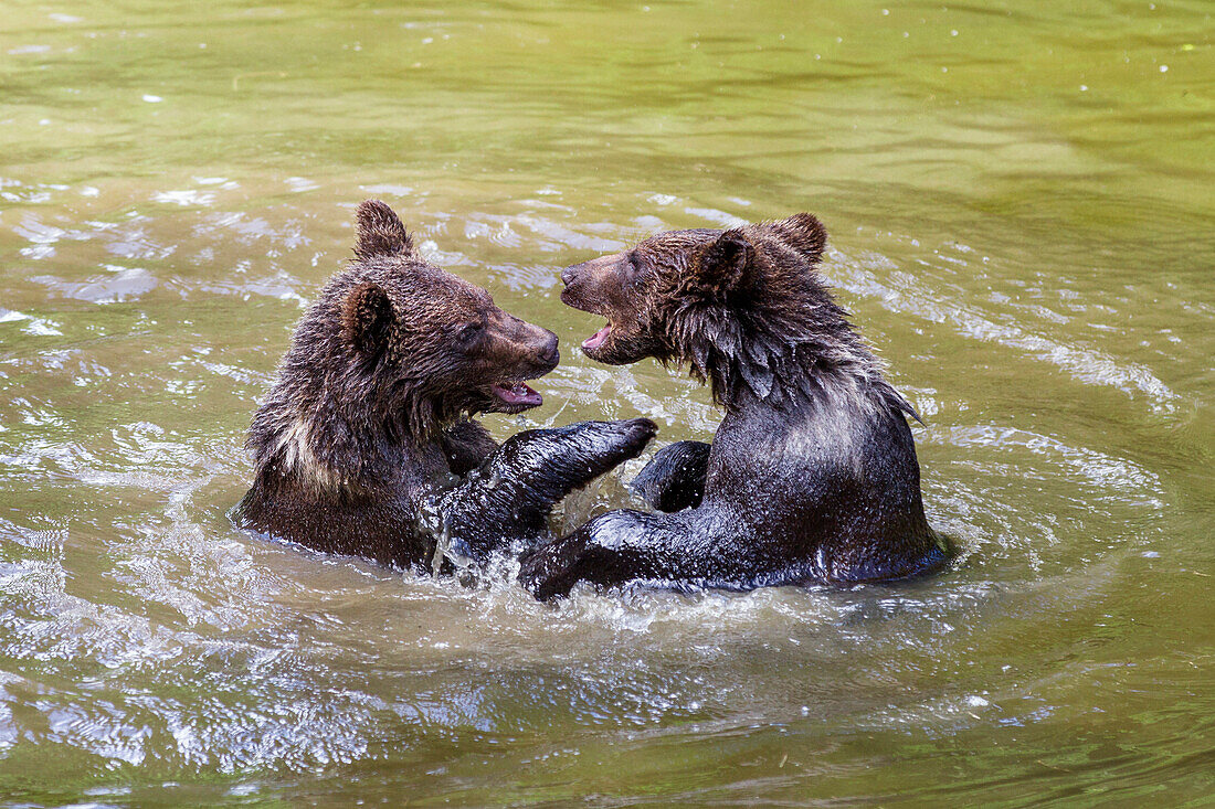 Junge Braunbären spielen im Wasser, Ursus arctos, Nationalpark Bayerischer Wald, Niederbayern, Deutschland, Europa