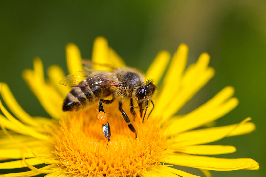 Honigbiene an Löwenzahn-Blüte, Apis mellifera, Bayern, Deutschland