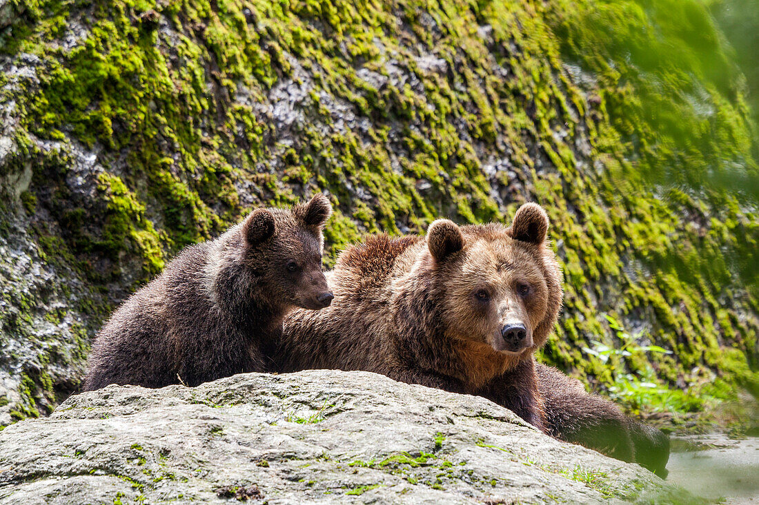 Braunbären, Bärin mit Jungem, Ursus arctos, Nationalpark Bayerischer Wald, Niederbayern, Deutschland, Europa