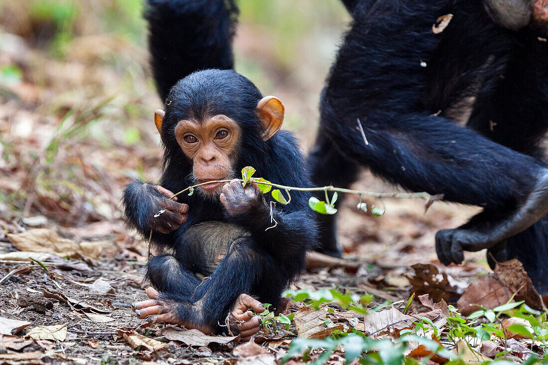 Schimpansenkind, Pan troglodytes, Mahale Mountains Nationalpark, Tansania, Ostafrika