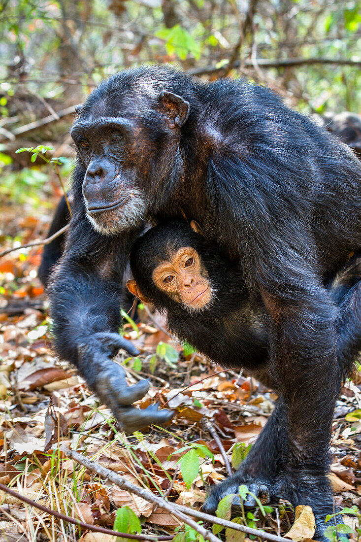 Schimpansen, Mutter mit Baby, Pan troglodytes, Mahale Mountains Nationalpark, Tansania, Ostafrika