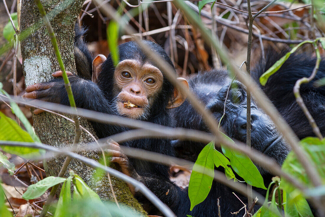 Chimpanzees, baby with mother, Pan troglodytes, Mahale Mountains National Park, Tanzania, East Africa